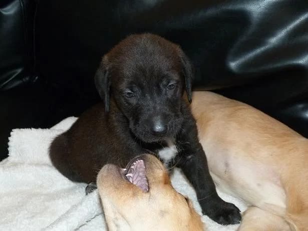 INOUK 2mois x labrador (en FA 07800), Mixed Breed for adoption at Les Petites Patounes