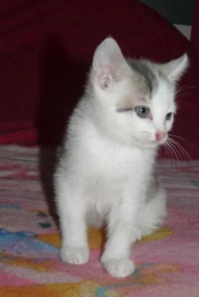 ISABELLA, Mixed Breed for adoption at Les Petites Patounes