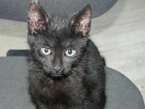 NESQUICK, Mixed Breed for adoption at Les Petites Patounes