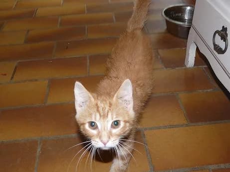 CARAMEL, Mixed Breed for adoption at Les Petites Patounes