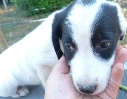 I'POD petit x berger de 2 mois (en FA 26210), Mixed Breed for adoption at Les Petites Patounes