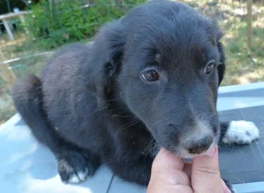 IMPY petit x berger de 2mois (en FA 26210), Mixed Breed for adoption at Les Petites Patounes