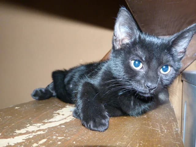 BRUME, Mixed Breed for adoption at Les Petites Patounes