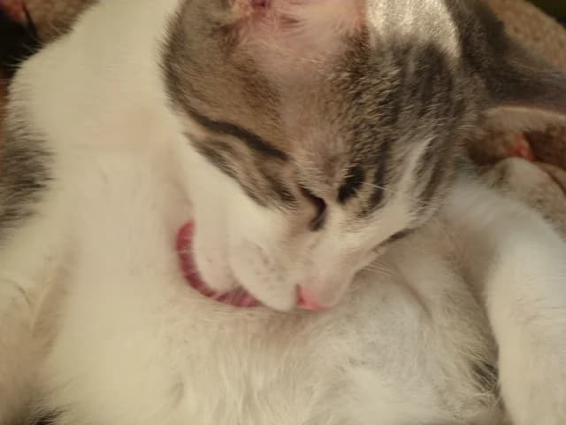 INDRIX, Mixed Breed for adoption at Les Petites Patounes