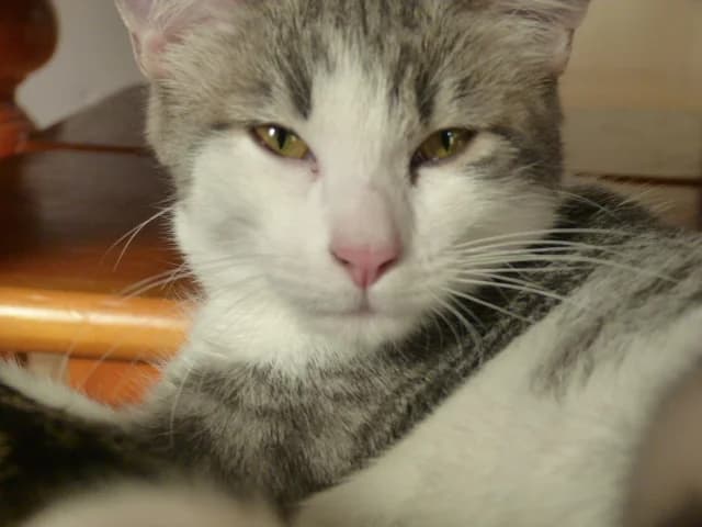 ILOA, Mixed Breed for adoption at Les Petites Patounes