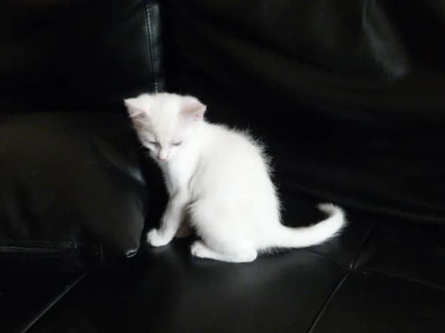 IVANAH, Mixed Breed for adoption at Les Petites Patounes
