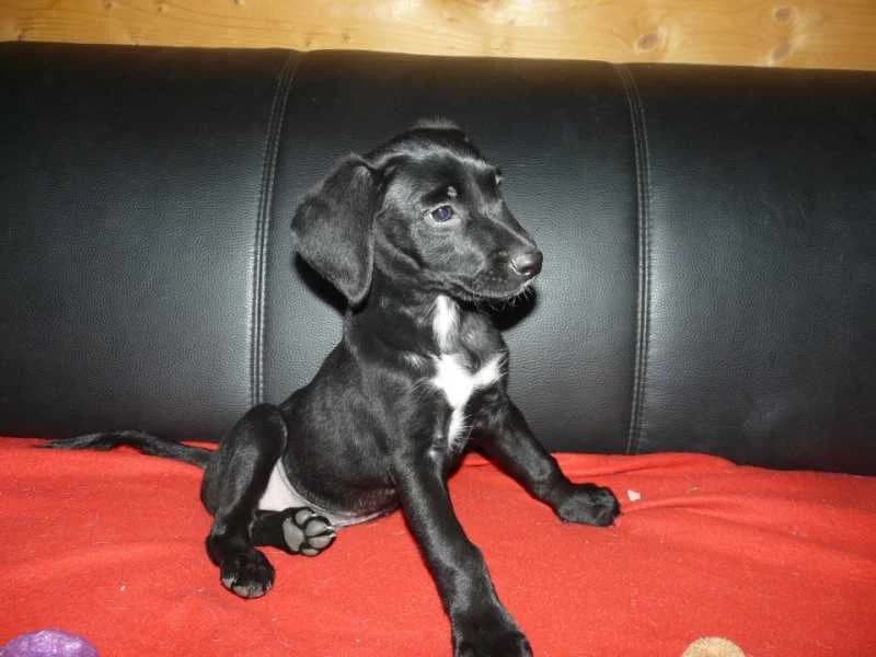 IPOP, Mixed Breed for adoption at Les Petites Patounes