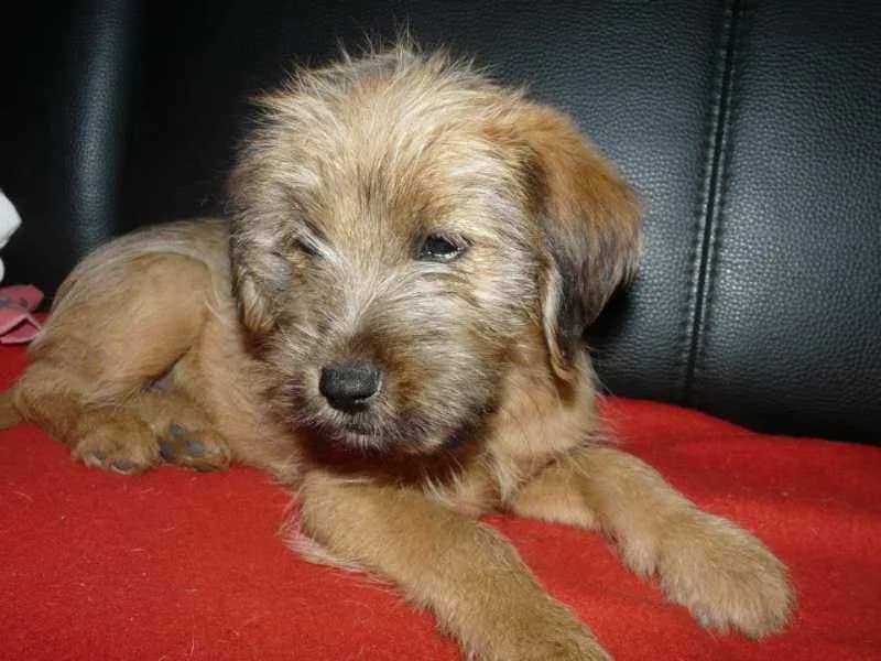 IPPY, Mixed Breed for adoption at Les Petites Patounes