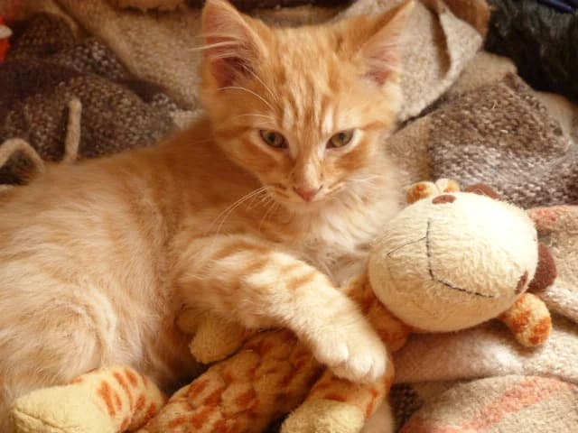IWOK, Mixed Breed for adoption at Les Petites Patounes