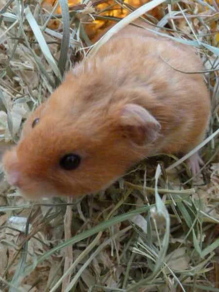 IDEFIX, Mixed Breed for adoption at Les Petites Patounes