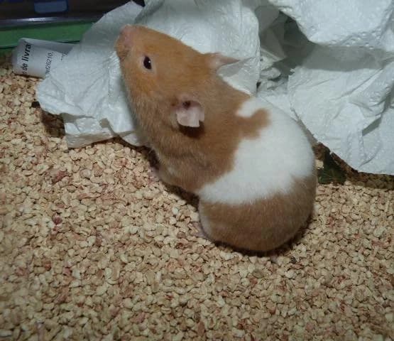VANILLE, Mixed Breed for adoption at Les Petites Patounes