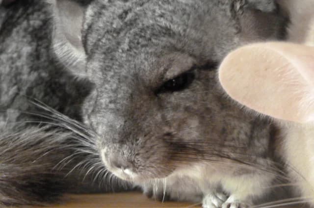 LOU et LEO chinchilla mâle castré (en FA 26210), Mixed Breed for adoption at Les Petites Patounes