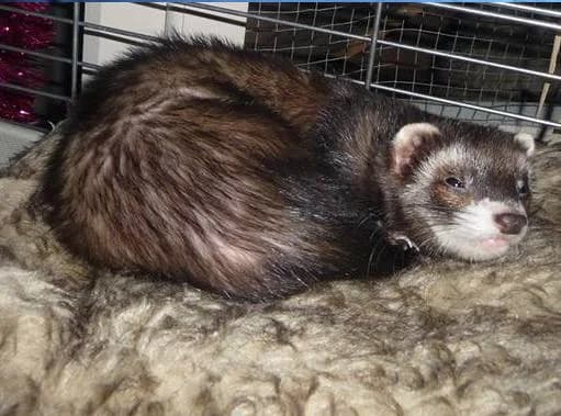 HOLLYWOOD, Mixed Breed for adoption at Les Petites Patounes