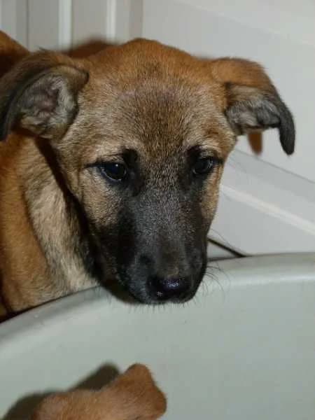 IRON x berger de 6mois (en FA 26270), Mixed Breed for adoption at Les Petites Patounes