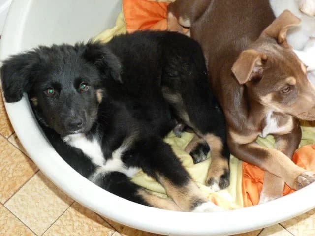 MEMOLE x berger de 3mois et demi (en FA 26210), Mixed Breed for adoption at Les Petites Patounes