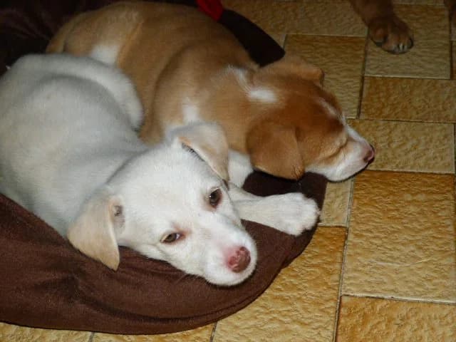 IXY x husky 2mois (en FA 26210), Mixed Breed for adoption at Les Petites Patounes