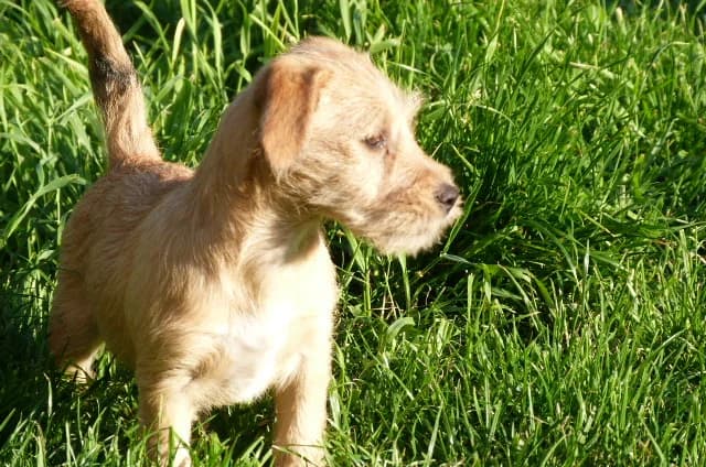 JUANITA jack x lassah de 3mois (en FA 26210), Mixed Breed for adoption at Les Petites Patounes