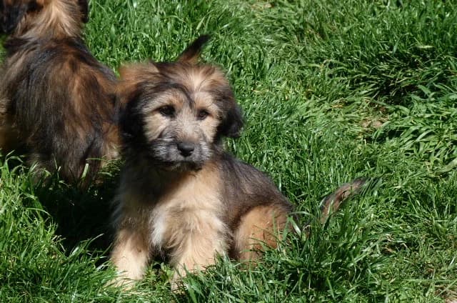 JONQUILLE x lassah apso de 3mois et demi (en FA 26210), Mixed Breed for adoption at Les Petites Patounes