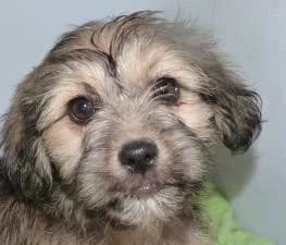 JANETTE x lassah apso de 3mois (en FA 26270), Mixed Breed for adoption at Les Petites Patounes