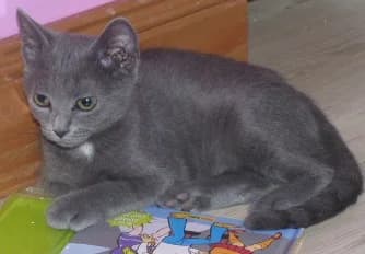 JACKSON, Mixed Breed for adoption at Les Petites Patounes