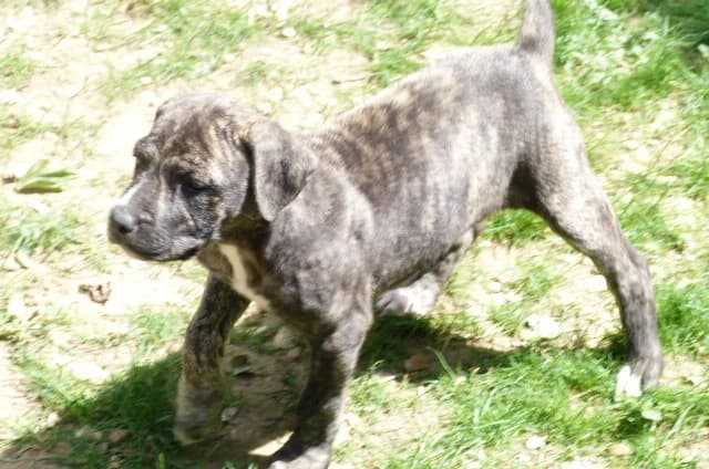 JIN, Mixed Breed for adoption at Les Petites Patounes
