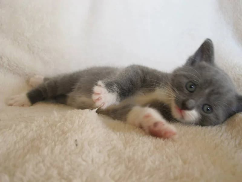 CHAUSSETTE, Mixed Breed for adoption at Les Petites Patounes