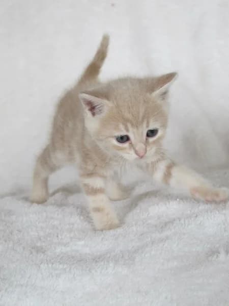 JOSH, Mixed Breed for adoption at Les Petites Patounes