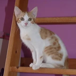 JUMPER, Mixed Breed for adoption at Les Petites Patounes