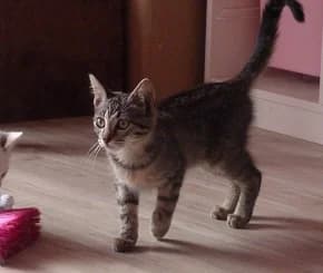 JOYCE, Mixed Breed for adoption at Les Petites Patounes
