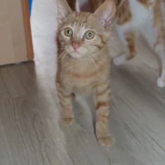 JAMES, Mixed Breed for adoption at Les Petites Patounes