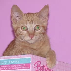 JAYZEE, Mixed Breed for adoption at Les Petites Patounes