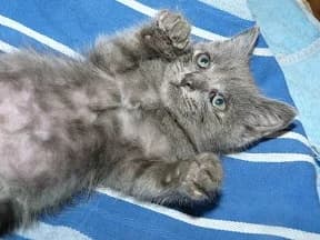 JERSEY, Mixed Breed for adoption at Les Petites Patounes