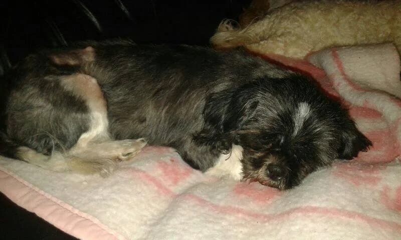 DANA shit zhu de 7ans (en FA 26270), Mixed Breed for adoption at Les Petites Patounes