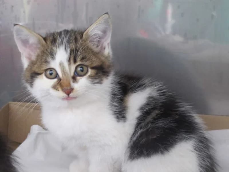 TWIX, Mixed Breed for adoption at Les Petites Patounes