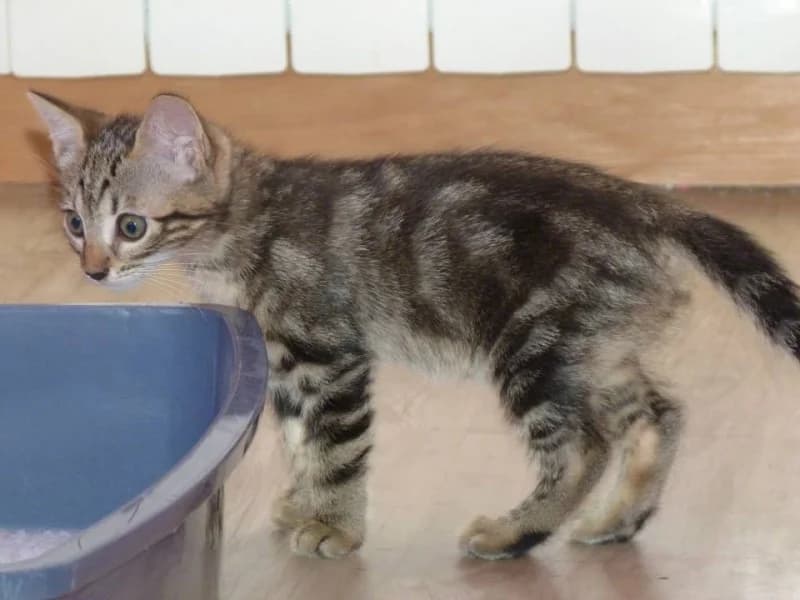 BETSY, Mixed Breed for adoption at Les Petites Patounes