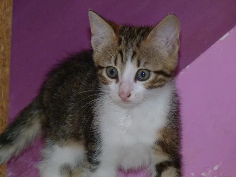 PUNKY, Mixed Breed for adoption at Les Petites Patounes