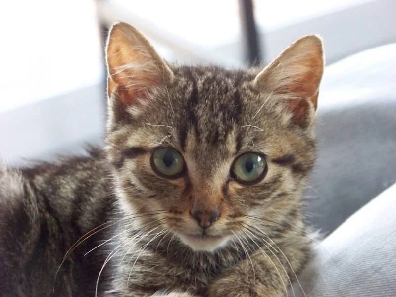 JULY, Mixed Breed for adoption at Les Petites Patounes