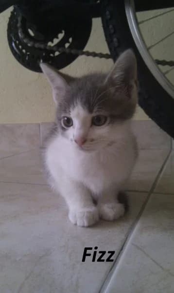 FIZZ, Mixed Breed for adoption at Les Petites Patounes