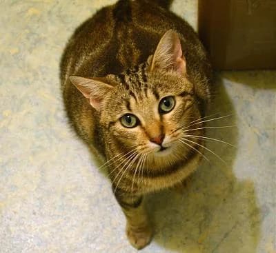 NAYA minette pleine sotie de la rue (en FA 26210), Mixed Breed for adoption at Les Petites Patounes