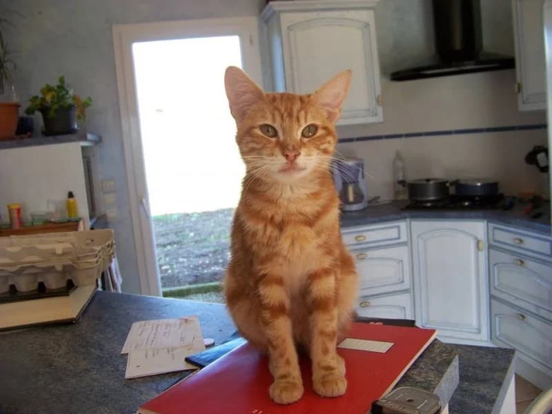 JAVA, Mixed Breed for adoption at Les Petites Patounes