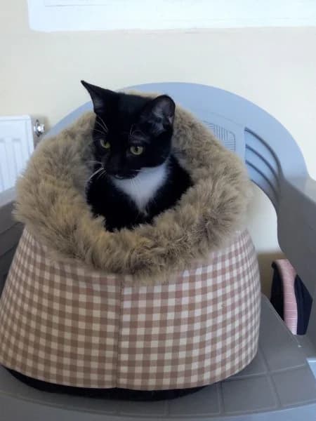 SOQUETTE minette de 6mois (en FA 38270), Mixed Breed for adoption at Les Petites Patounes