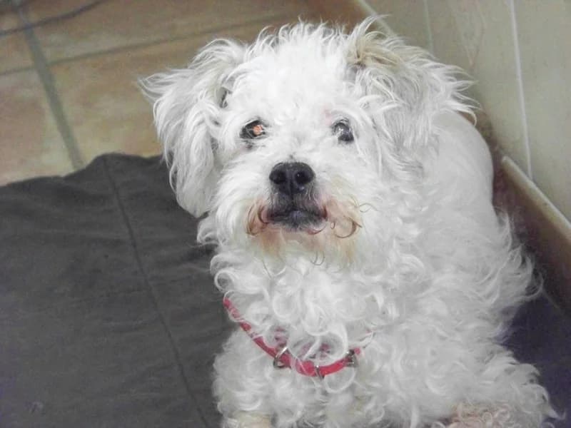 NIKITA bichon femelle de 12ans (en FA 38270), Mixed Breed for adoption at Les Petites Patounes