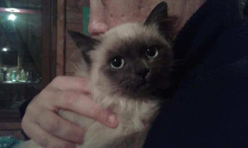JAGUAR, Mixed Breed for adoption at Les Petites Patounes