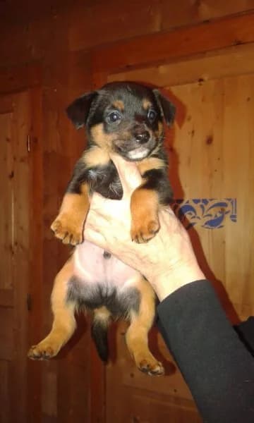 JACKPOT, Mixed Breed for adoption at Les Petites Patounes