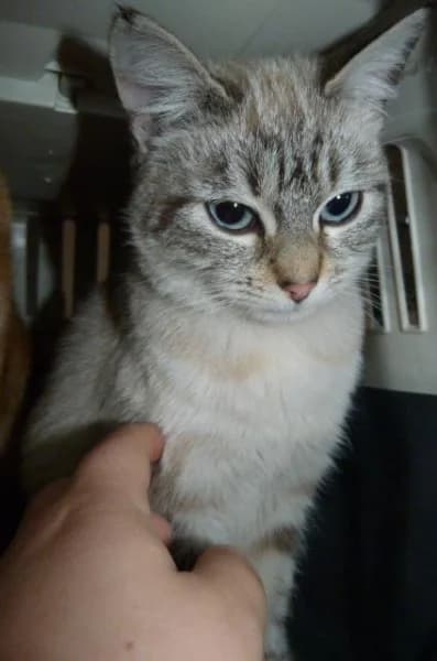 JULIETTE, Mixed Breed for adoption at Les Petites Patounes