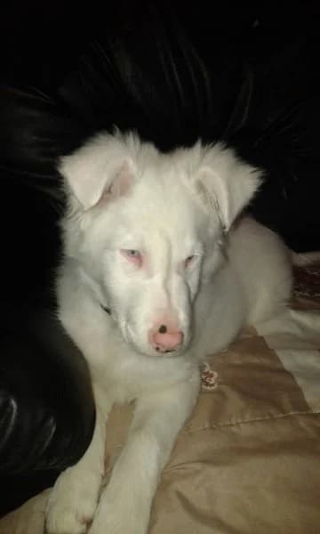 LUCKY x BBS sourd (en FA 26270), Mixed Breed for adoption at Les Petites Patounes