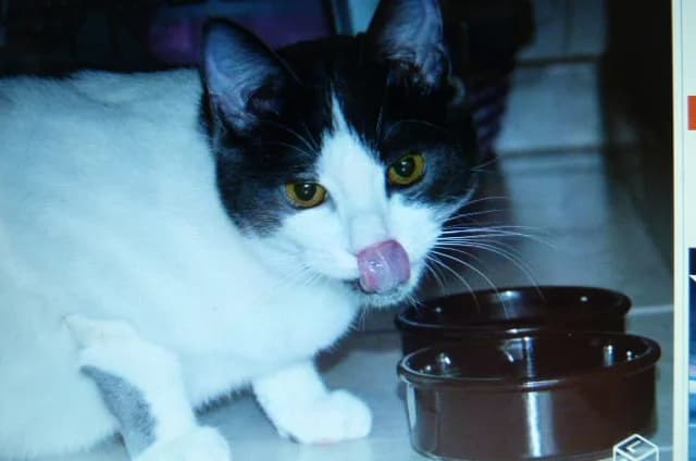 JAZZ 11mois,(blanc et gris) le pot de colle (en FA 38270), Mixed Breed for adoption at Les Petites Patounes
