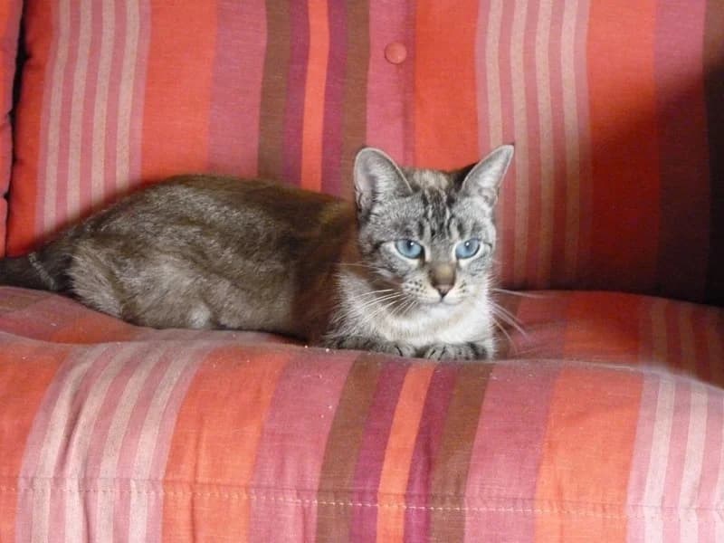 ROXIE x siam 1an et demi (en FA 42), Mixed Breed for adoption at Les Petites Patounes