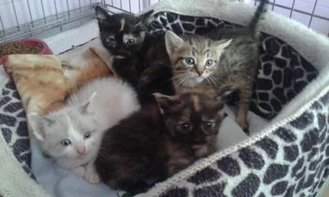 4, Mixed Breed for adoption at Les Petites Patounes