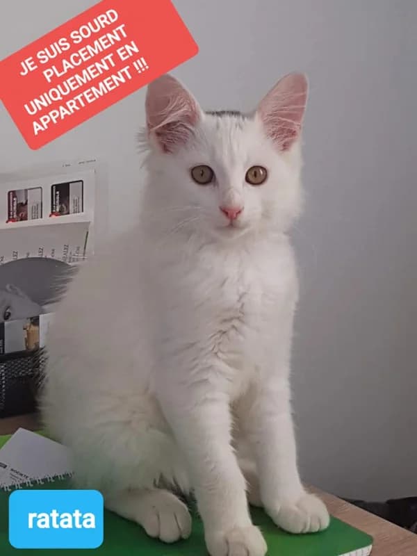 RATATA, Mixed Breed for adoption at Les Petites Patounes